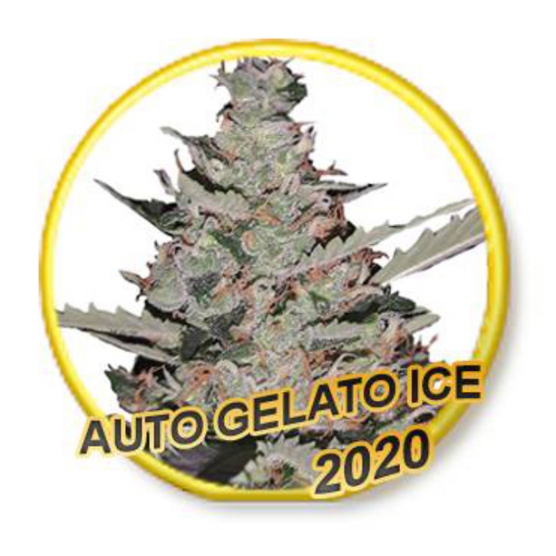 1 UND FEM - AUTO GELATO ICE (USA STRAINS) * MR. HIDE SEEDS 1 UND FEM