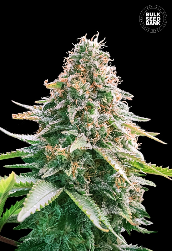 10 UND FEM - AUTO GELATO SAMBA * BULK SEED 10 UND FEM