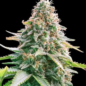 5 UND FEM - AUTO GELATO SAMBA * BULK SEED 5 UND FEM