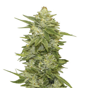 5 UND FEM - AUTO GG-48 * NIRVANA 5 UND FEMINIZADAS