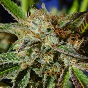 3 UND FEM - AUTO GHOST COOKIES * ORIGINAL SENSIBLE 3 UND FEMINIZADA