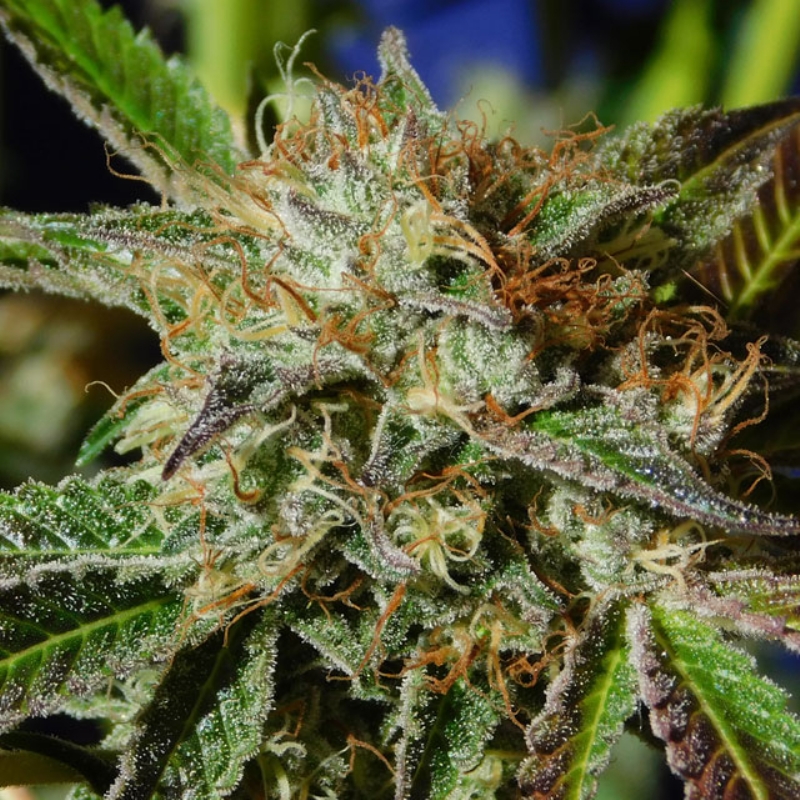 3 UND FEM - AUTO GHOST COOKIES * ORIGINAL SENSIBLE 3 UND FEMINIZADA