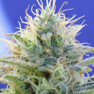 3 UND FEM - AUTO GHOST OG * ORIGINAL SENSIBLE 3 UND FEMINIZADA