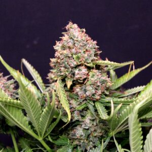 5 UND FEM - AUTO GIGABUD * G13 LABS SEEDS 5 FEMINIZADAS