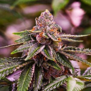 5 UND FEM - AUTO GIRL SCOUT COOKIES * NIRVANA 5 UND FEMINIZADAS