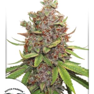 7 UND FEM - AUTO GLUEBERRY O.G. ﾮ * DUTCH PASSION 7 UND FEMINIZADAS