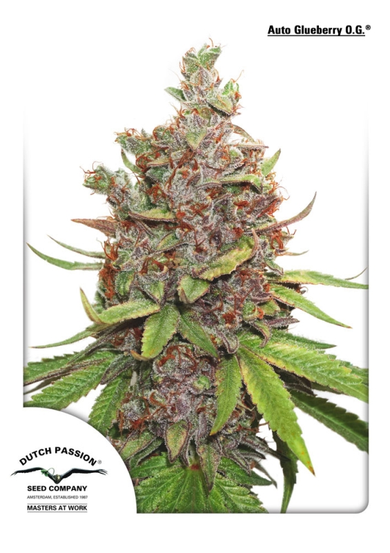 100 UND FEM - AUTO GLUEBERRY O.G. ﾮ * DUTCH PASSION FEMINIZADA 100 UND