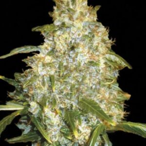 10 UND FEM - AUTO GOOD WILD SHARK * BULK SEED 10 UND
