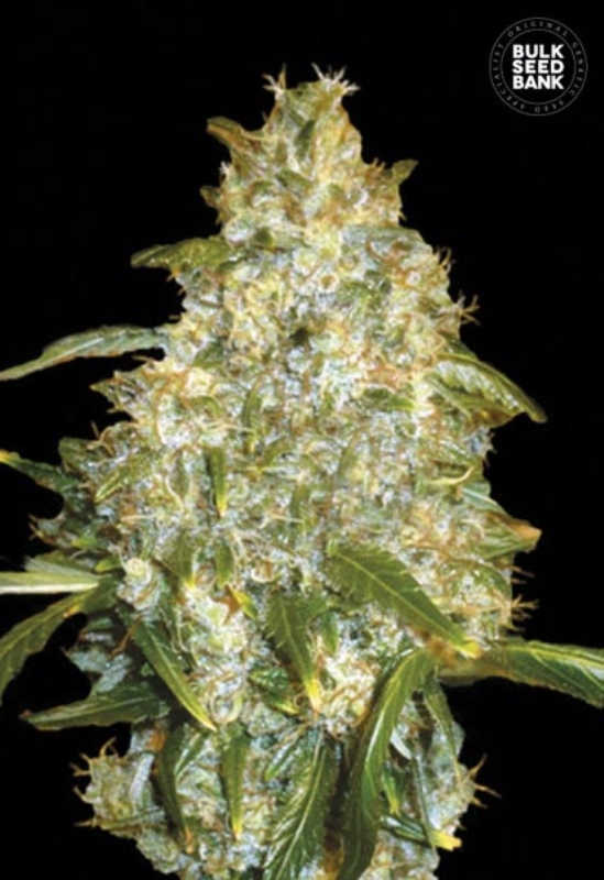 100 UND FEM - AUTO GOOD WILD SHARK * BULK SEED 100 UND
