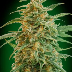 3 UND FEM - AUTO GORILLA * 00SEEDS 3 UND FEMINIZADAS