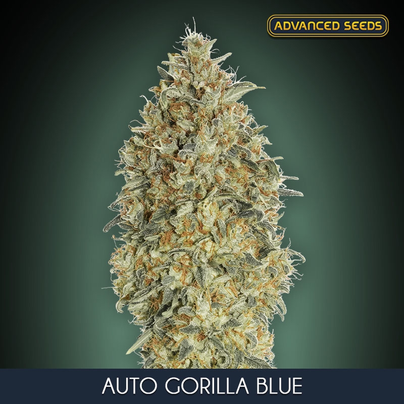 100 UND FEM - AUTO GORILLA BLUE * ADVANCED SEEDS 100 UND FEM