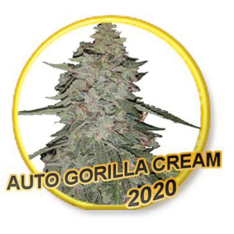 1 UND FEM - AUTO GORILLA CREAM (USA STRAINS) * MR. HIDE SEEDS 1 UND FEM