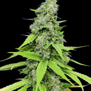 10 UND FEM - AUTO GRANDE CRACK * BULK SEED 10 UND FEM