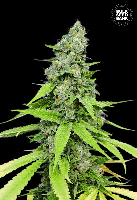 10 UND FEM - AUTO GRANDE CRACK * BULK SEED 10 UND FEM