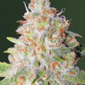 5 UND FEM - AUTO GREEN WILD  SHARK * VICTORY SEEDS FEMINIZADA 5 UND