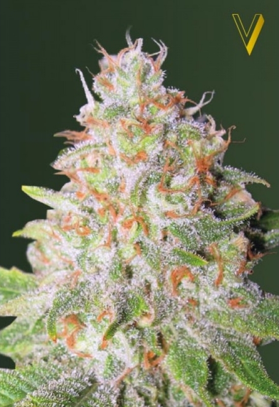 5 UND FEM - AUTO GREEN WILD  SHARK * VICTORY SEEDS FEMINIZADA 5 UND