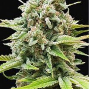 10 UND FEM - AUTO GUERILLA GLUE * BULK SEED 10 UND FEM