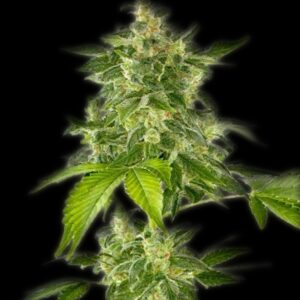 5 UND FEM - AUTO HAZE (AUTOFLORECIENTE) * THE BULLDOG SEEDS 5 UND FEM