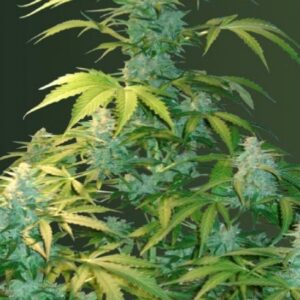 5 UND FEM - AUTO HEAVEN * VICTORY SEEDS FEMINIZADA 5 UND