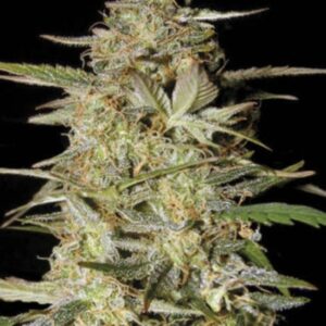 5 UND FEM - AUTO HINDU KUSH * BULK SEED 5 UND
