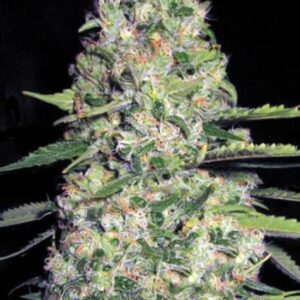 5 UND FEM - AUTO JACK HAIR  * BULK SEED 5 UND