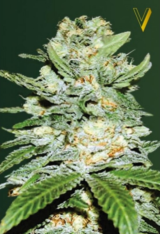3 UND FEM - AUTO JACK HAMMER * VICTORY SEEDS FEMINIZADA 3 UND