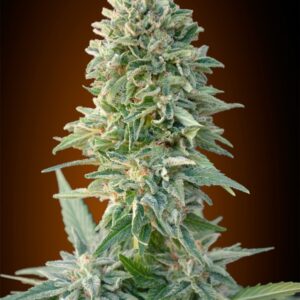 1 UND FEM - AUTO JACK HERER * ADVANCED SEEDS 1 UND FEM