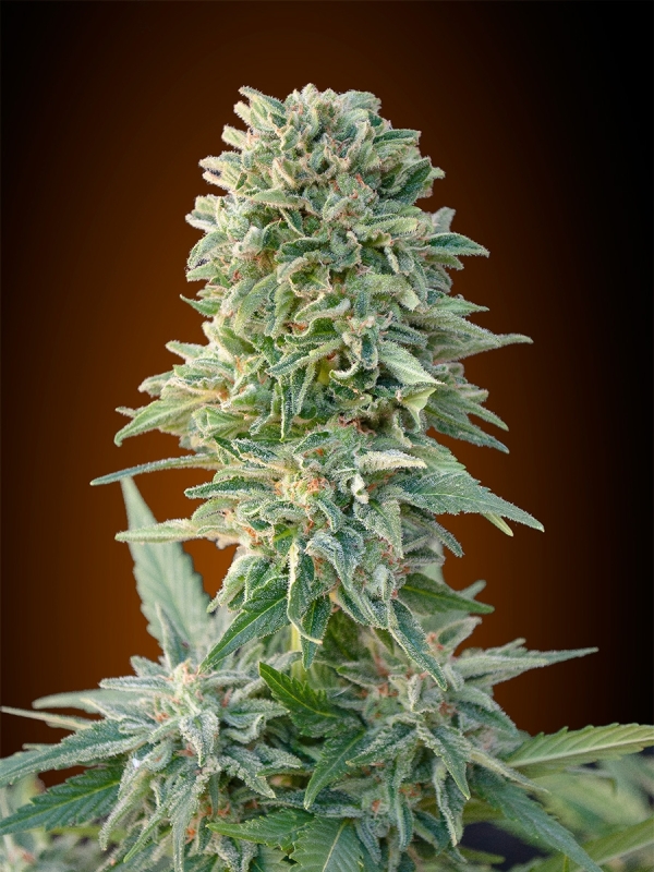 25 UND FEM - AUTO JACK HERER * ADVANCED SEEDS 25 UND FEM
