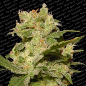 3 UND FEM - AUTO JACK * PARADISE SEEDS 3 UND FEMINIZADAS