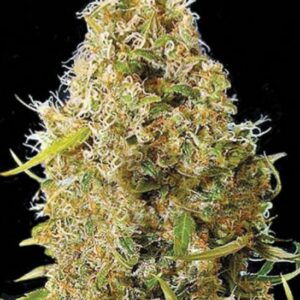 5 UND FEM - AUTO KALI'S MISTERY * BULK SEED 5 UND