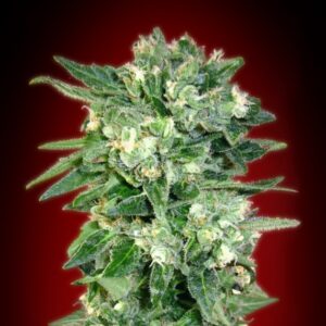 10 UND FEM - AUTO KAYA 47 * ADVANCED SEEDS 10 UND FEM