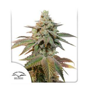 1 UND FEM - AUTO KEROSENE KRASH ﾮ * DUTCH PASSION 1 UND FEMINIZADAS