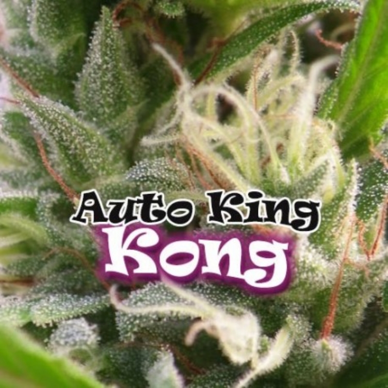25 UND FEM - AUTO KING KONG * DR UNDERGROUND 25 UND FEM
