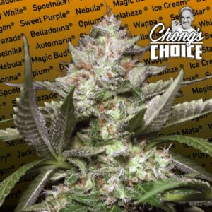5 UND FEM - AUTO KONG  4 * PARADISE SEEDS 5 UND FEMINIZADAS