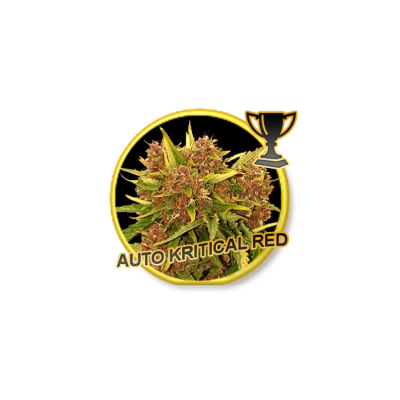 1 UND FEM - AUTO KRITICAL RED * MR. HIDE SEEDS  1 UND FEM