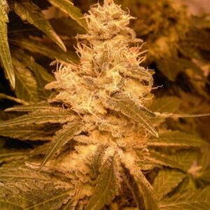 10 UND FEM - AUTO KUSH * FEMALE SEEDS 10 UND FEMINIZADAS