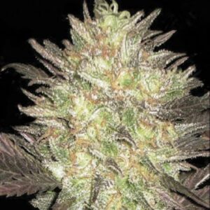 10 UND FEM - AUTO LAVENDER BEST * BULK SEED 10 UND FEM