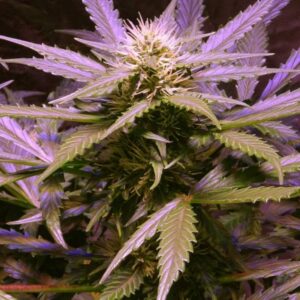 10 UND FEM - AUTO LEMON OG HAZE * NIRVANA 10 UND FEMINIZADAS