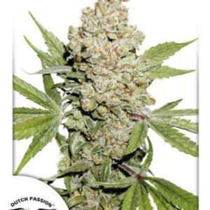 7 UND FEM - AUTO LEMON KIX ﾮ * DUTCH PASSION 7 UND FEMINIZADAS