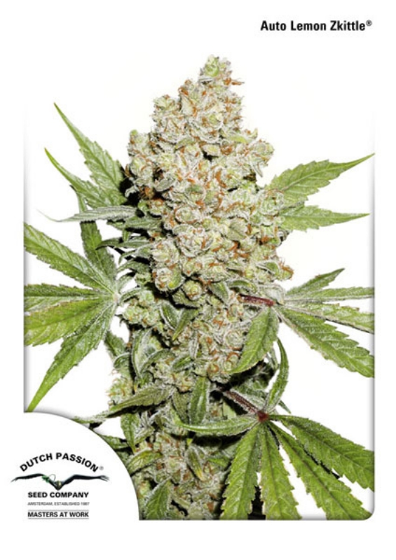 3 UND FEM - AUTO LEMON KIX ﾮ * DUTCH PASSION 3 UND FEMINIZADAS