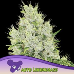 3 UND FEM - AUTO LEMONGRASS * ANESIA SEEDS 3 FEMINIZADAS
