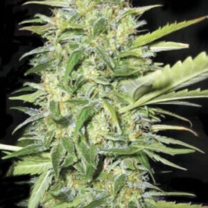 5 UND FEM - AUTO LIME SKUNK * BULK SEED 5 UND FEM