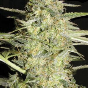 5 UND FEM - AUTO LOVERYDER * BULK SEED 5 UND FEM