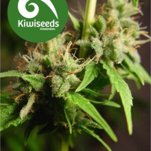 5 UND FEM - AUTO MAKO * KIWISEEDS 5 UND FEMINIZADAS