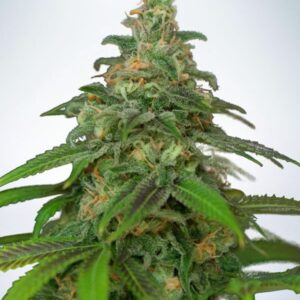 5 UND FEM - AUTO MANDARIN HAZE * MINISTRY SEEDS 5 UND FEMINIZADAS