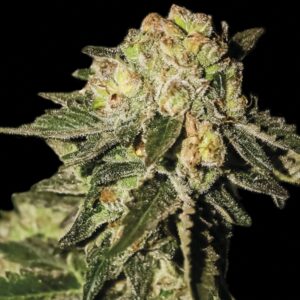 1 UND FEM - AUTO MANDARINA * EXCLUSIVE SEEDS 1 UND FEM