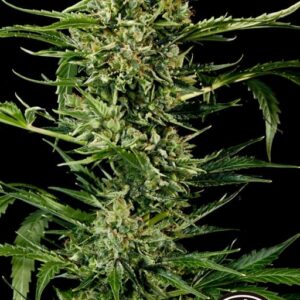 10 UND FEM - AUTO MASS * GRASSOMATIC AUTOMATICA 10 UND FEM