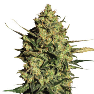 5 UND FEM - AUTO MASTER KUSH * NIRVANA 5 UND FEMINIZADAS