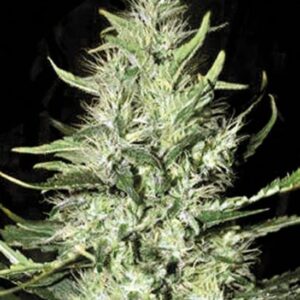 5 UND FEM - AUTO MAZAR EXTRA * BULK SEED 5 UND FEM