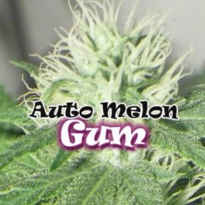 2 UND FEM - AUTO MELON GUM * DR UNDERGROUND 2 UND FEM